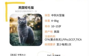如何让英短猫快速增肥？（探索英短猫增重的最佳饮食策略）