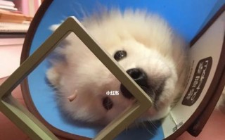萨摩耶乳牙何时脱落？（探寻萨摩耶成长的奥秘）