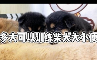 柴犬上厕所训练指南（培养柴犬良好的厕所习惯，让生活更便利）