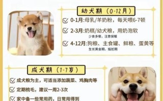 柴犬的体重与食量分析（了解柴犬的理想体重和适当的食量）