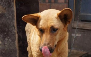 金毛犬饲养（养狗初学者必读，了解金毛犬的饮食需求）