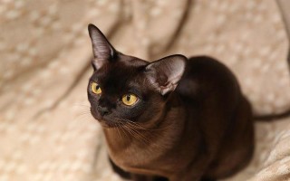 如何养护缅甸猫——一只可爱宠物的全面指南（掌握养护技巧，让你的缅甸猫健康快乐成长）