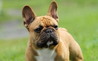 法国斗牛犬的多重用途（一只勇敢坚毅的宠物）