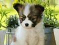 小蝴蝶犬为什么会流鼻涕？（宠物饲养需注意的问题、小蝴蝶犬的特点、流鼻涕的原因及应对措施）