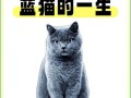以母蓝猫为主题的“长不胖”的奇特现象（探索母蓝猫为何长不胖的原因）