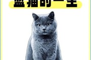 以母蓝猫为主题的“长不胖”的奇特现象（探索母蓝猫为何长不胖的原因）