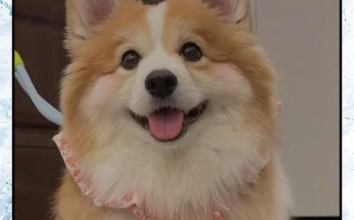 柯基犬的成长之旅（揭秘柯基犬从幼犬到成犬的成长历程）