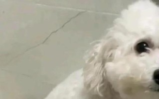比熊吃肉的影响及注意事项（小熊变成小肉食动物？了解比熊食肉的关键信息）