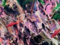 樱桃灯鱼的饲养方法（打造一个适宜生长的家园）