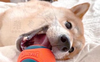 柴犬并不笨（探讨柴犬的智商与聪明才智）