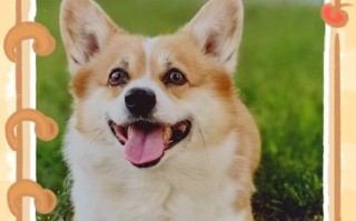 4个月柯基犬的合理饮食和喂养方法（科学膳食设计，健康成长）