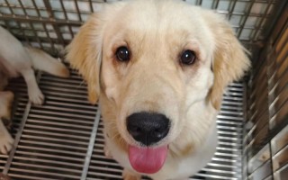 金毛犬为何会咬主人？（了解这些关键因素才能预防咬伤事件）