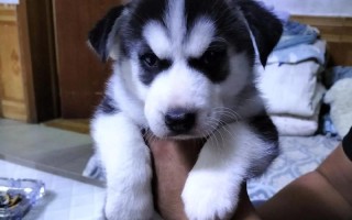 如何让幼犬健康地长胖（选择适当的饮食和营养补充品，帮助幼犬达到理想体重）