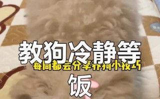 培养狗狗耐心等待的训练技巧（有效训练狗狗等待的方法与技巧）