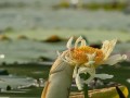 五鳍相逢的饲养方法（打造健康、幸福的水族世界）