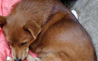 钙——你的狗狗补对了吗？（科学补充钙质，让你的狗狗更健康）