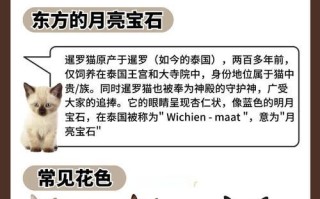 关于暹罗猫抑郁的研究与应对（了解暹罗猫抑郁的原因与方法，帮助宠物恢复快乐生活）