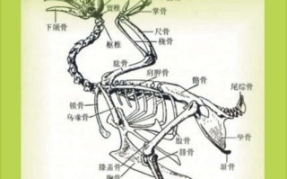 高山白腹鼠的饲养方法