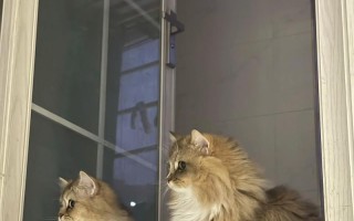 如何训练一只高冷的猫咪（培养猫咪冷漠个性的有效方法）