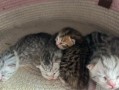 为什么猫一睡醒就来找主人？（探索猫咪的行为习惯与主人的关系）