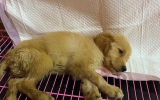 金毛犬窝咳（了解金毛犬窝咳的常见症状和有效治疗方法）