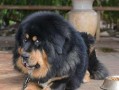 选择适合养的大型犬品种（探寻大型犬中易养的品种及关键因素）