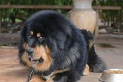 选择适合养的大型犬品种（探寻大型犬中易养的品种及关键因素）