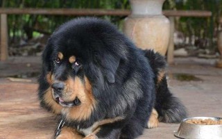 选择适合养的大型犬品种（探寻大型犬中易养的品种及关键因素）