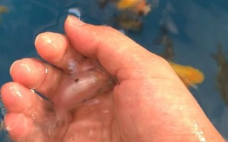 元宝红饲养全攻略（打造漂亮水族箱，让元宝红健康成长）
