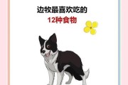幼犬边牧的喂养指南（科学合理的饮食选择和养护方法，助您培养一只健康快乐的边牧宝宝）