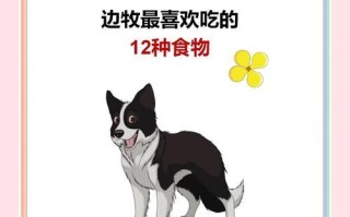 幼犬边牧的喂养指南（科学合理的饮食选择和养护方法，助您培养一只健康快乐的边牧宝宝）