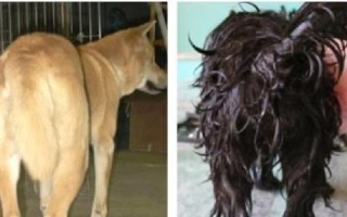 狗狗站起来走路的影响（探讨狗狗站立行走对身体的影响与健康风险）