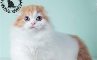 苏格兰折耳猫价格及市场情况（探索苏格兰折耳猫的价格走势和受欢迎程度）
