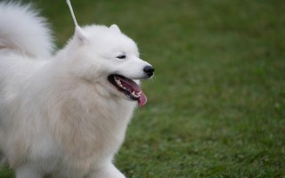 萨摩耶——家庭的忠实守护者（让可爱的萨摩耶成为你家的最佳看家伙伴）