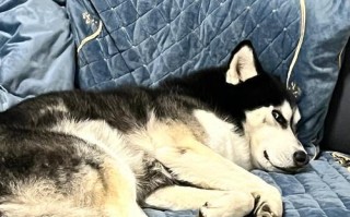 狗狗为何突然不愿在房间里睡觉（探究宠物狗拒绝睡眠的原因及解决方案）