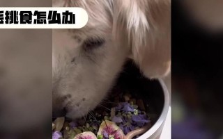金毛三个月的饮食搭配指南（宝宝金毛如何科学吃饭，健康成长）