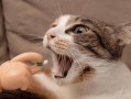猫咪呕吐的几个原因（了解这些因素，让你的宠物更健康）