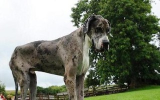 大丹犬饮食指南（让你的大丹犬健康又快乐）