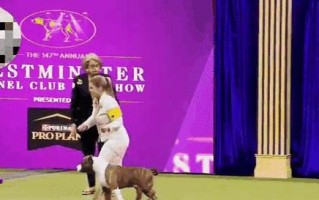 以斯塔福犬和比特犬的区别与特点（探究两种犬种的外貌、性格和适应环境）