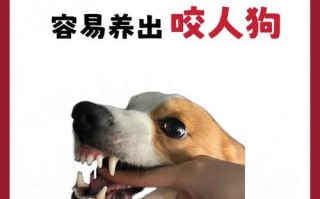 如何让狗狗认为自己是主人（建立领导地位和增进亲密关系）