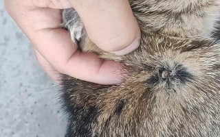 小猫身上有很多虫子该怎么办？（教你正确清除小猫身上的虫子，让它健康快乐成长）