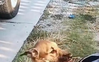 幼犬拉布拉多总是扑人咬腿？原因与应对方法（了解为何幼犬拉布拉多会扑人咬腿，掌握正确的应对方式）