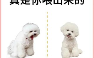 养比熊犬要避免的饮食禁忌（关注比熊犬的饮食禁忌，让它健康快乐）