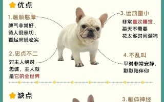 法国斗牛犬的饮食喜好与养护（探索法国斗牛犬的食物偏好和饲养技巧）
