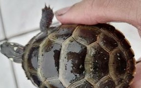 红纹锦龟的饲养方法（打造健康快乐的宠物生活）
