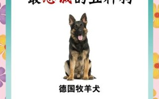 小狗的奇妙世界（探寻宠物犬的生活和人类的共生之道）