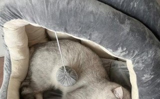 揭秘猫咪睡觉喘气声音之谜（猫咪呼吸异常的原因和应对方法）