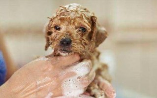 新生幼犬免疫保健指南（六大注意事项助你宠爱新成员）