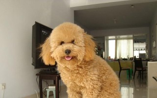 泰迪狗的棕色鼻子是怎么来的？（探索泰迪狗特有的鼻子颜色基因）