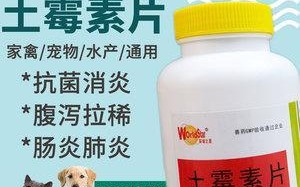 猫咪甲亢的药物治疗探究（了解甲亢治疗药物及其效果，科学护理爱宠健康）